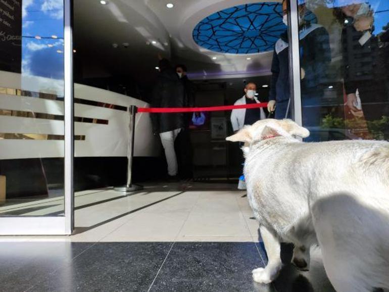 Son dakika Sahibi tedavi gören köpek, 5 gündür hastane kapısında bekliyor