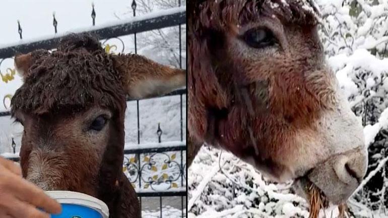 Ağzını telle bağlayıp açlığa terk ettiler