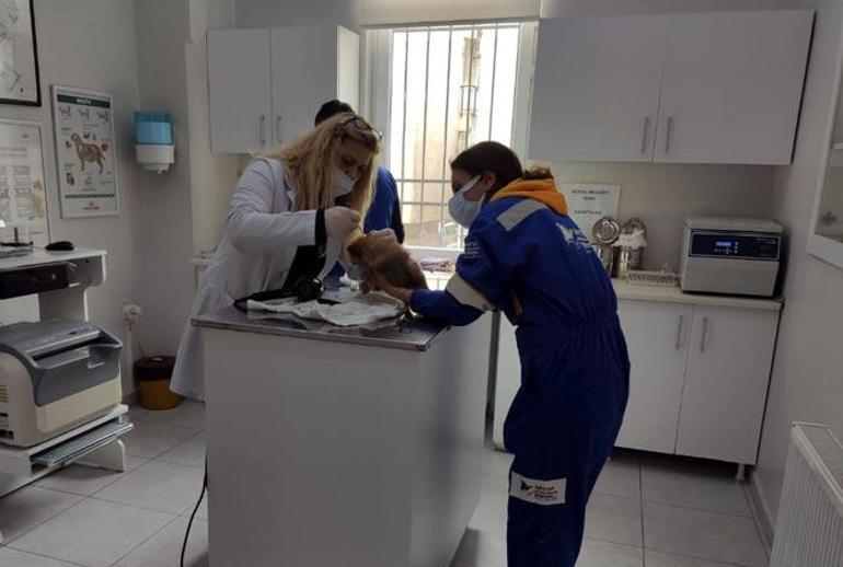 Kaçak yollarla getirdiler Durumları iyi değil