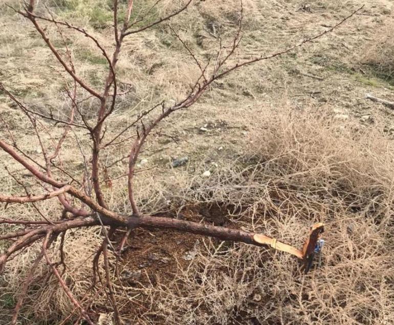 Elazığda görüntüleri izleyince şoke oldu Fotokapanla böyle yakalandı