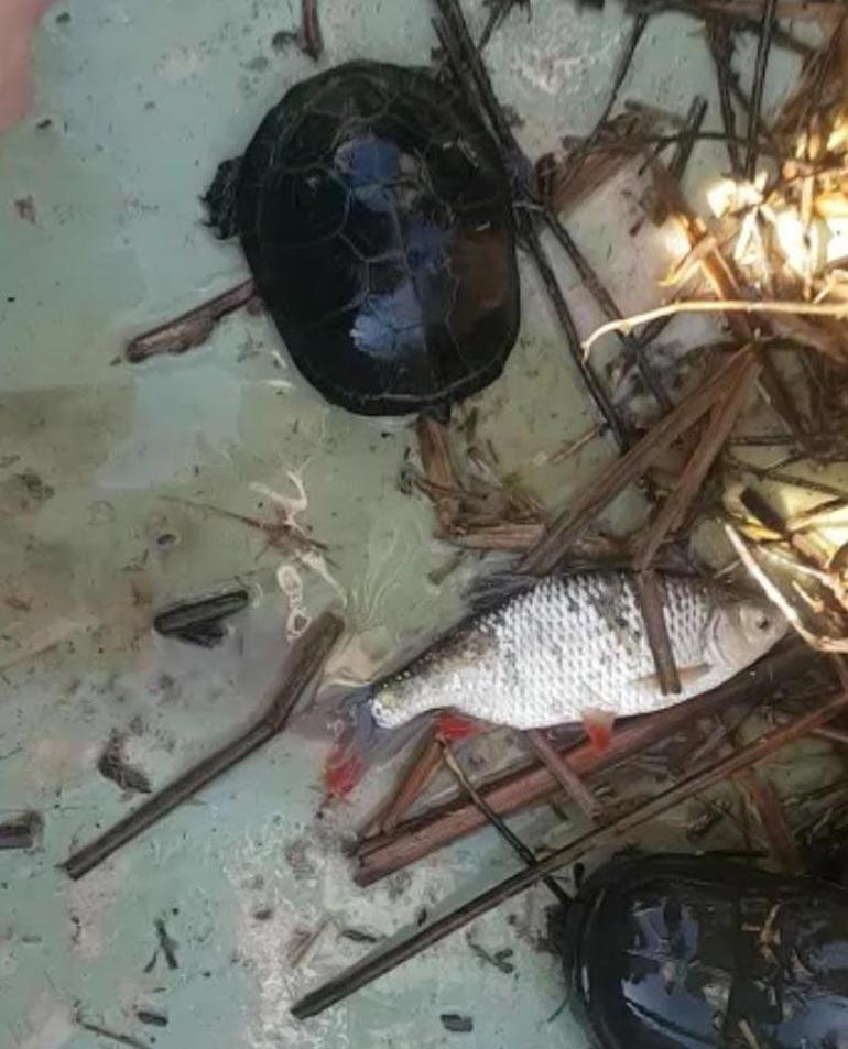 Bursada ele geçirildi Yeniden doğaya bıraktılar