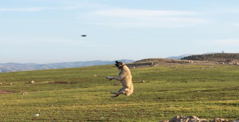 Son dakika Kangal 5 metre yükseklikteki droneu kaptı