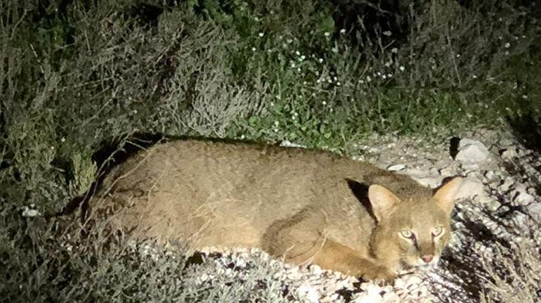 Görünce şoke oldular Nesli tükenme üzere