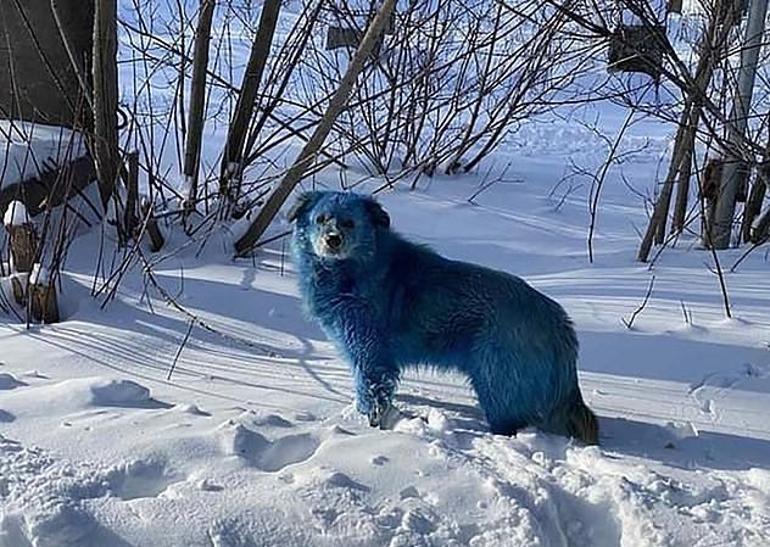 Rusya’da kimyasal atık nedeniyle köpeklerin renginin mavi olduğu iddiası