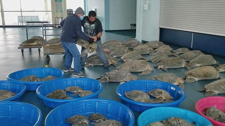 Binlerce deniz kaplumbağası soğukta donmaktan kurtarıldı