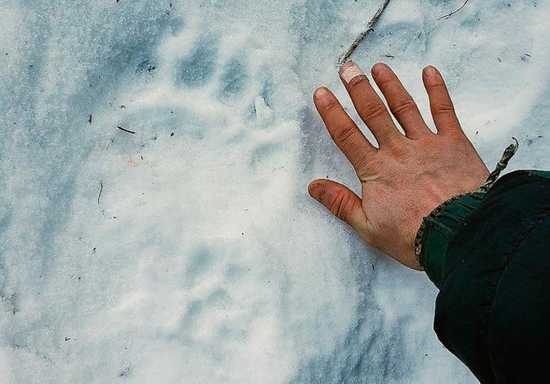 Alaskada bir kadına tuvaletteyken ayı saldırdı