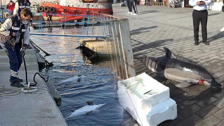 İstanbul Boğazında 1 günde 3 yunus Ölüm nedenleri açıklandı