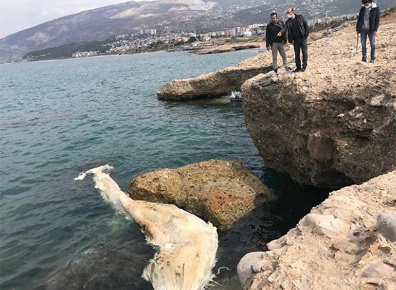 Son dakika... Ölü balina yavrusu İskenderun Körfezinde kıyıya vurdu