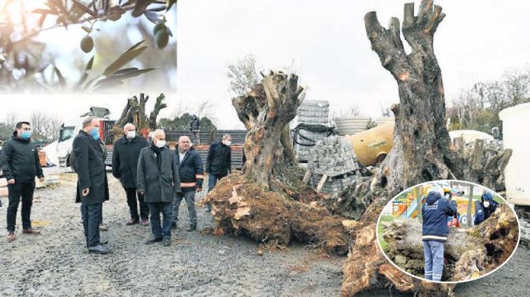 Küçükkuyu’dan Avcılar’a zeytin dalı