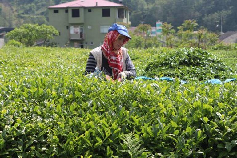 Çay göçü öncesi kritik vaka uyarısı