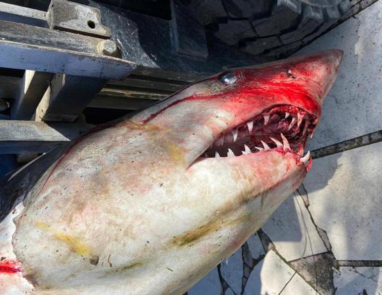 Son dakika Antalyada inanılmaz görüntü 1.5 metrelik köpek balığı kıyıya vurdu