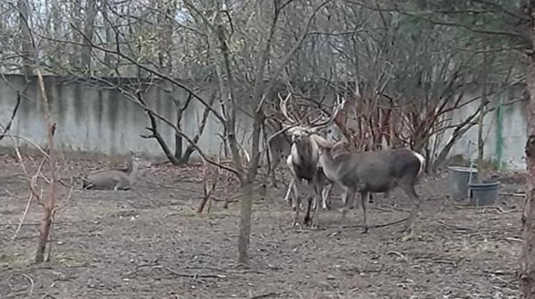 Hayvanat bahçesindeki geyiği kaçırıp yiyen 2 kişi tutuklandı