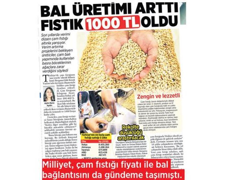 Çam fıstığı altınla yarışta