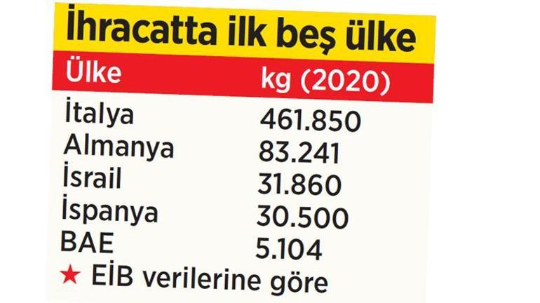 Çam fıstığı altınla yarışta