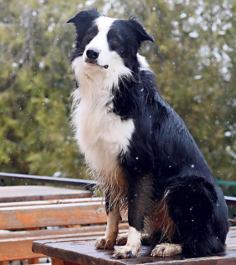 Kovid-19 teşhisinde dedektör köpek dönemi