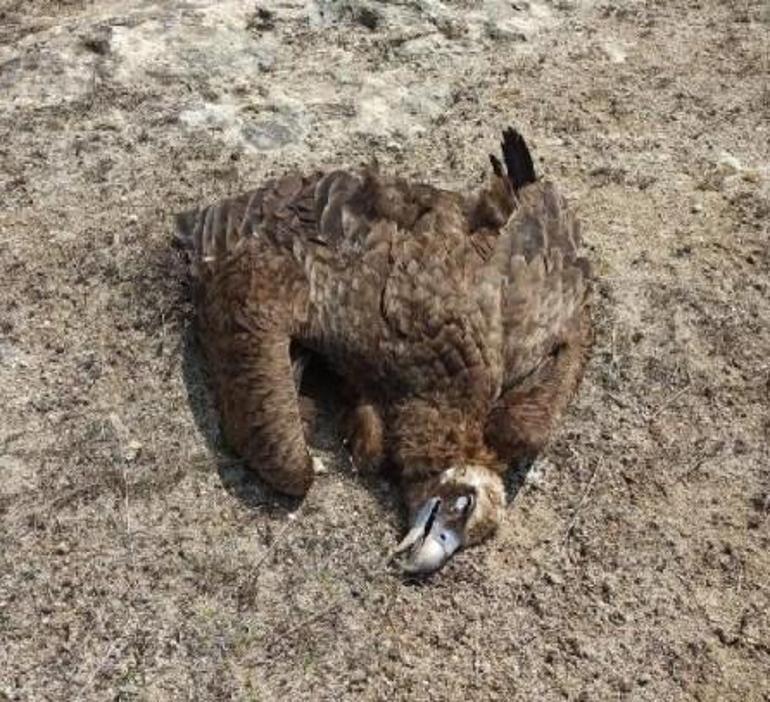 Afyonkarahisarda 7 kara akbabayı zehirli et öldürdü