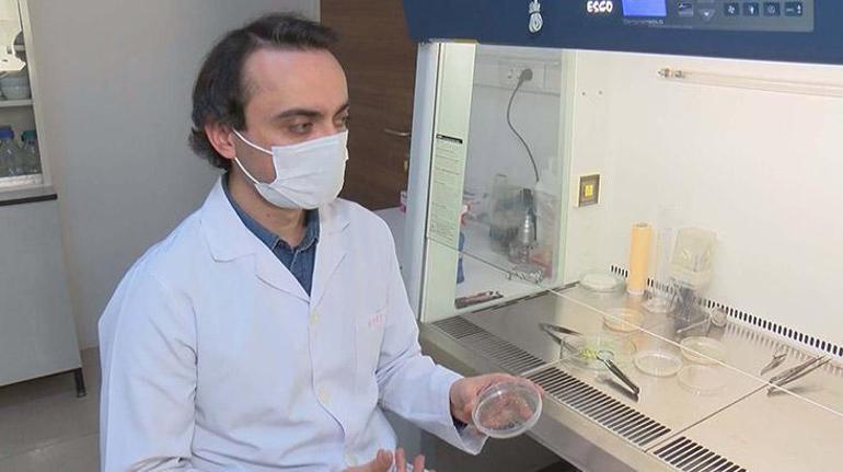 Son dakika... Türk bilim insanları ayçiçeğiyle başardı Dünyada ses getirdi