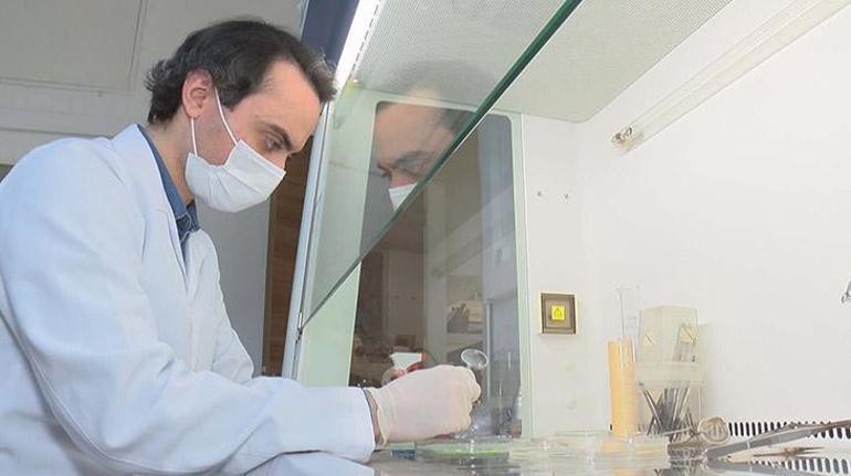 Son dakika... Türk bilim insanları ayçiçeğiyle başardı Dünyada ses getirdi
