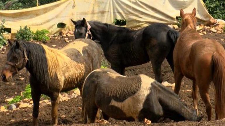 Son dakika MHPden açıklama Hatay Dörtyol Belediye Başkanı istifa etti
