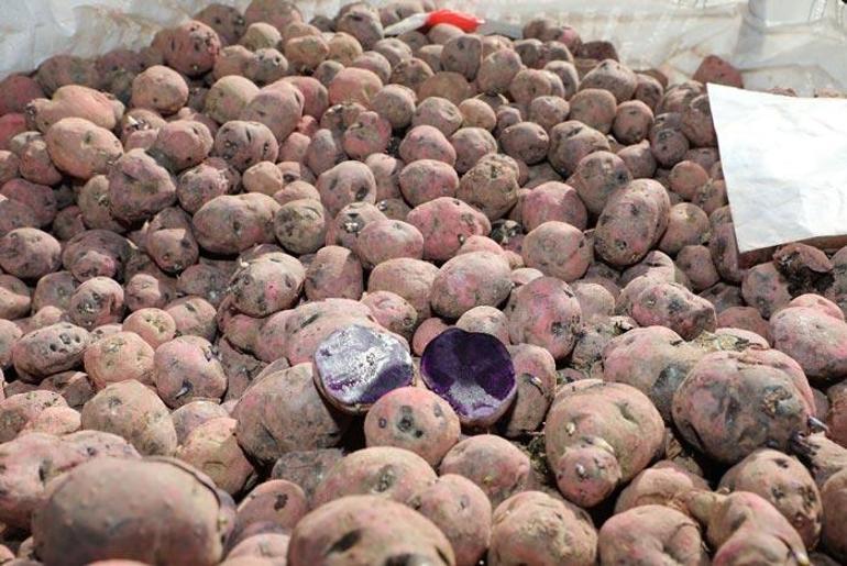 Sivasta ekimine başlandı Mor patates...