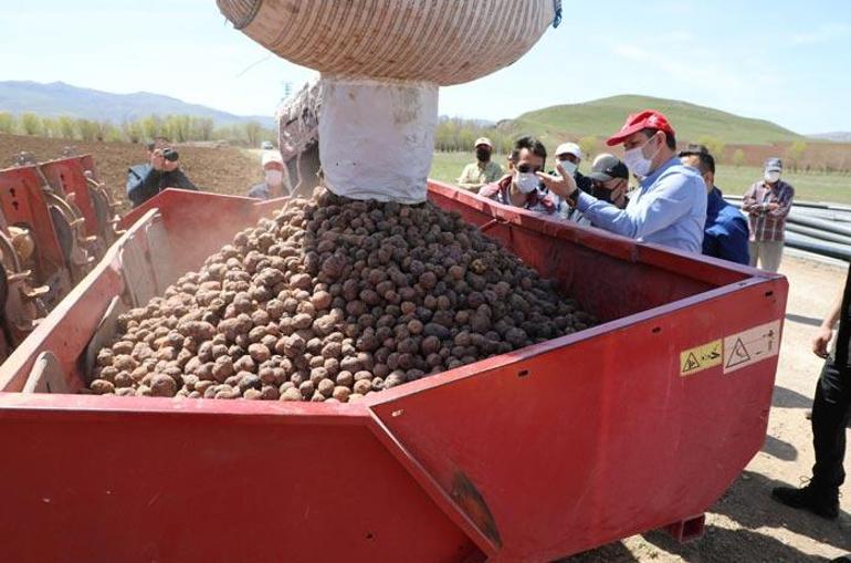 Sivasta ekimine başlandı Mor patates...