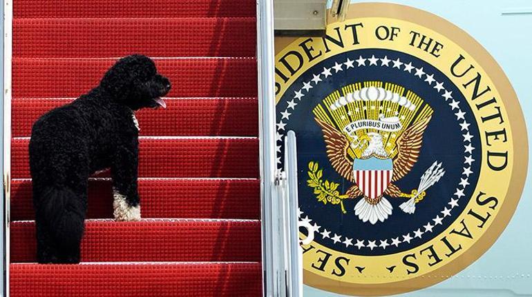 Barack Obamanın acı günü... Köpeği Bo öldü