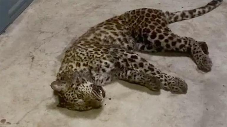 Çin üç leoparın kaçtığını bir hafta sonra açıkladı
