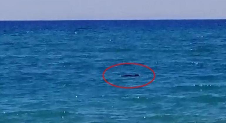 Manavgat sahilinde görüldü  17 yıldır böyle bir şeyle ilk kez karşılaştım