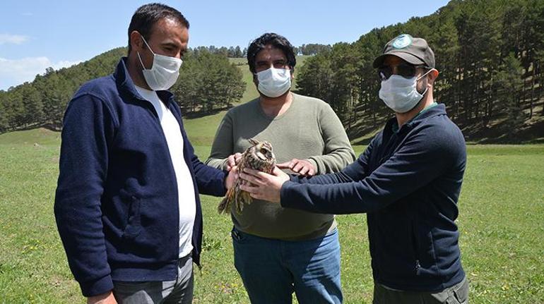 Karsta bitkin halde bulunan kulaklı orman baykuşu tedavi altına alındı