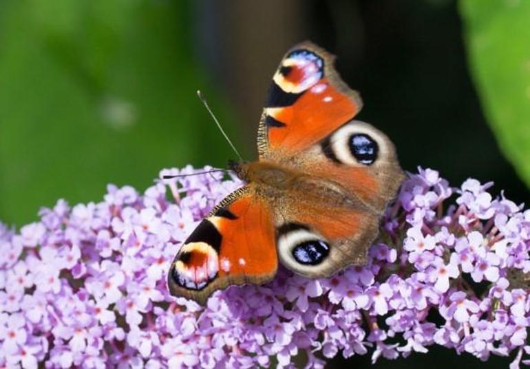 Bahçenizin kelebeklerle dolmasını sağlayacak 5 bitki