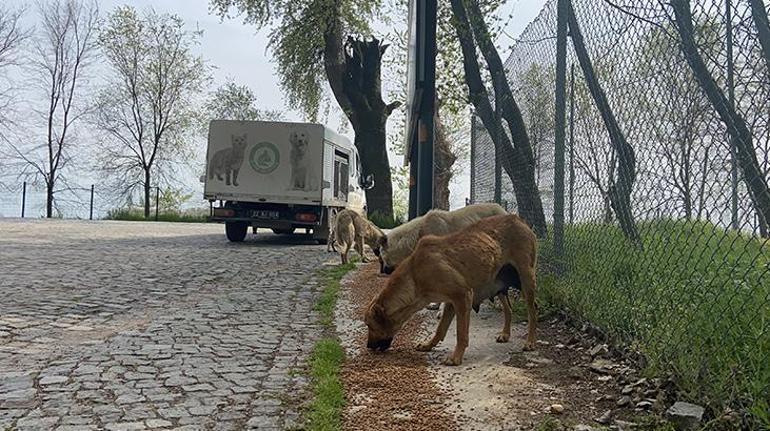 Edirnede salgın sürecinde sokağa terk edilen hayvan sayısı artıyor