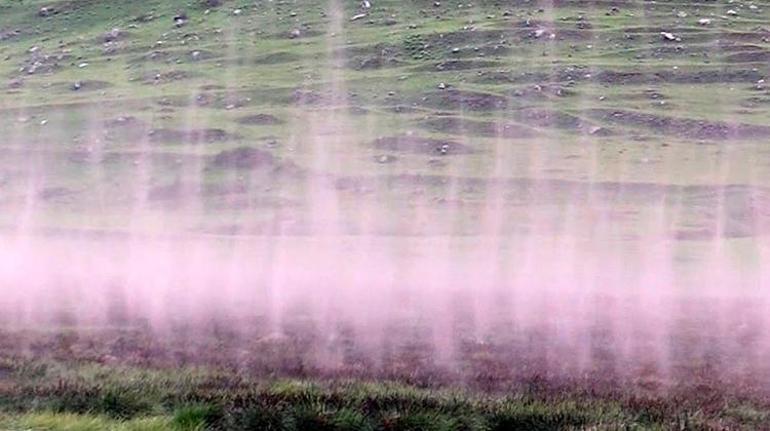 Çıldır Gölü sazlığında binlerce sineğin dansı kameralara böyle yansıdı
