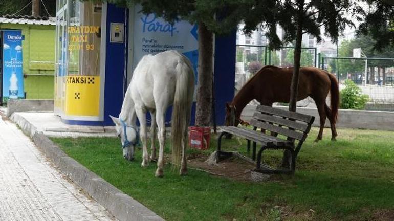 Otlaktan kaçan atlar, kent merkezine indi