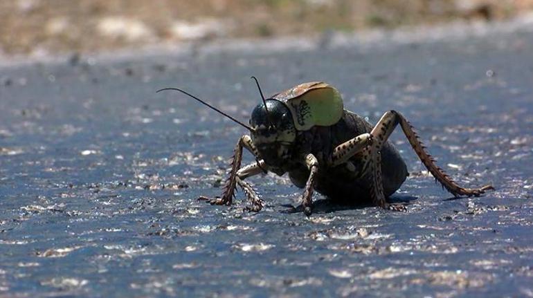 Muşta büyük korku Çekirgeler ilerlemeye başladı