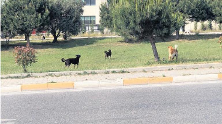 Kayseri’nin göbeğinde kaçak hayvan pazarı