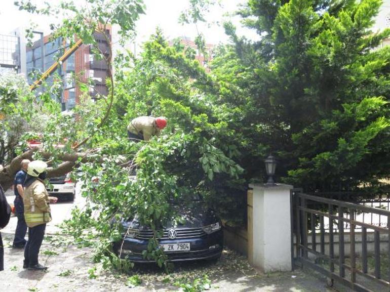 Ataşehir’de dut ağacı, otomobilin üzerine devrildi