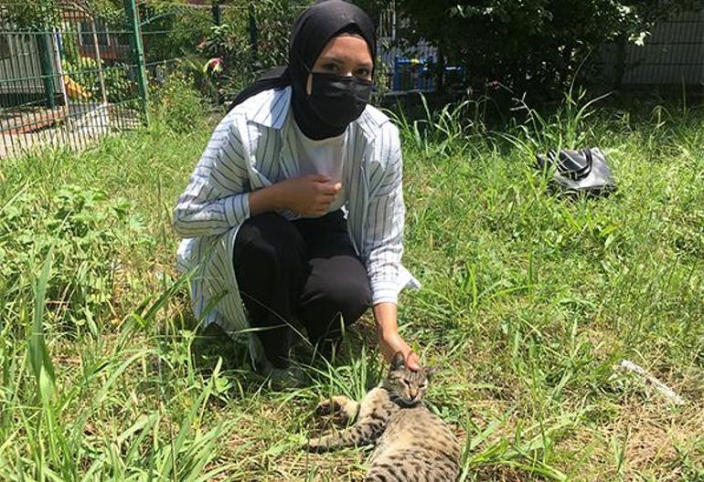Bartında kafası yoğurt kabına sıkışan kediyi vatandaşlar kurtardı