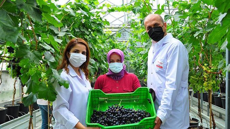 3 yıl önce başladılar, tonlarca üretiyorlar