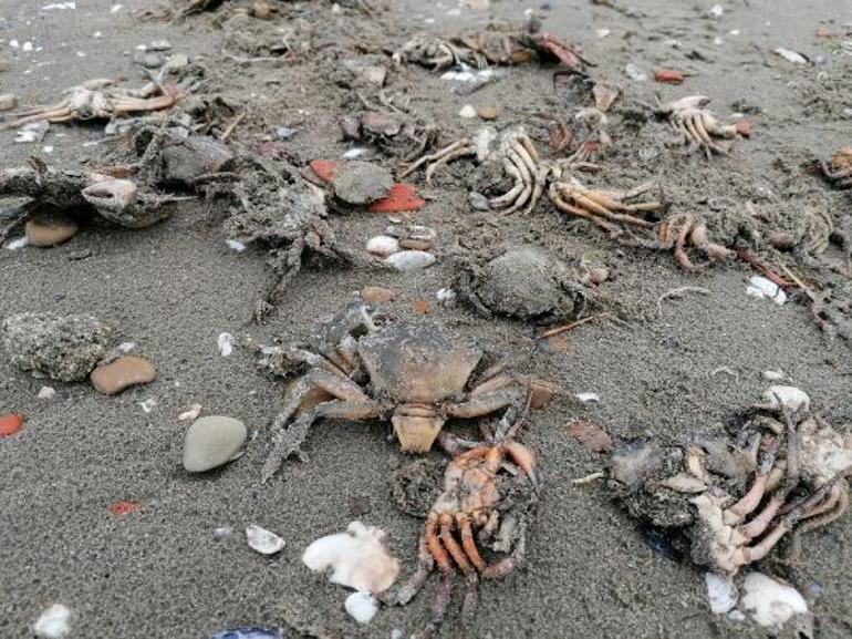 Silivride korkutan görüntü Sahile onlarca ölü yengeç vurdu