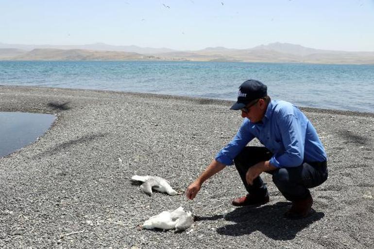 Van Gölü havzasında toplu martı ölümleri başladı