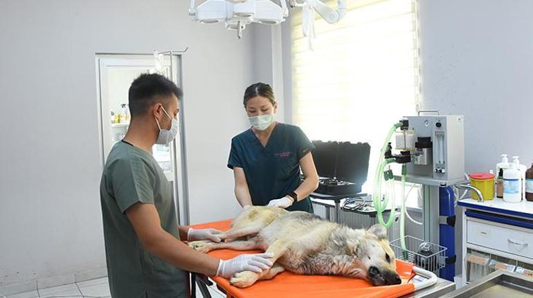 Konya’da yaralı hayvanlara ‘Canbulan’da müdahale