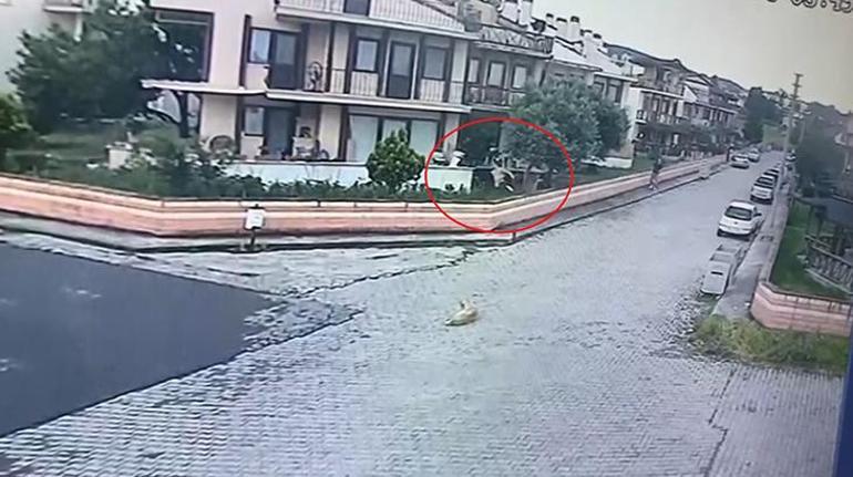 Balkondan eve girdiği görüntüler olay yaratmıştı İfadesi ortaya çıktı