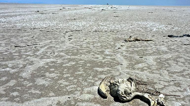Son dakika...  Tuz Gölünde 1000 kadar flamingo öldü Bakanlar sebebini açıkladı