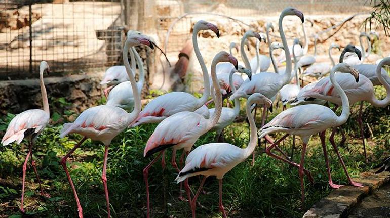 Antalyada operasyonda ele geçirilen 21 flamingo koruma altına alındı