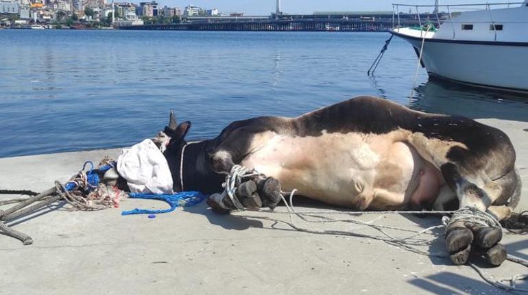 Haliç’te suya düşen büyükbaş kurbanlığı deniz polisi kurtardı