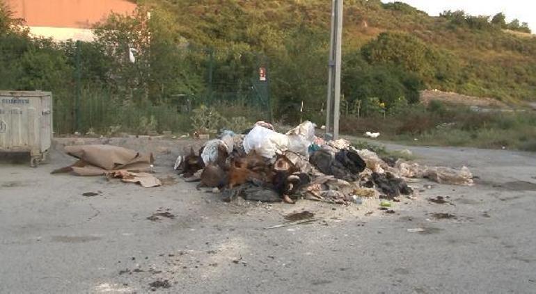İstanbulda isyan ettiren görüntü Kurbanlık hayvanların kafalarını yola attılar