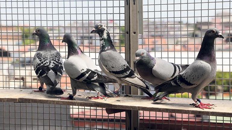 Milyon euroluk güvercinin yavruları Türkiye’de
