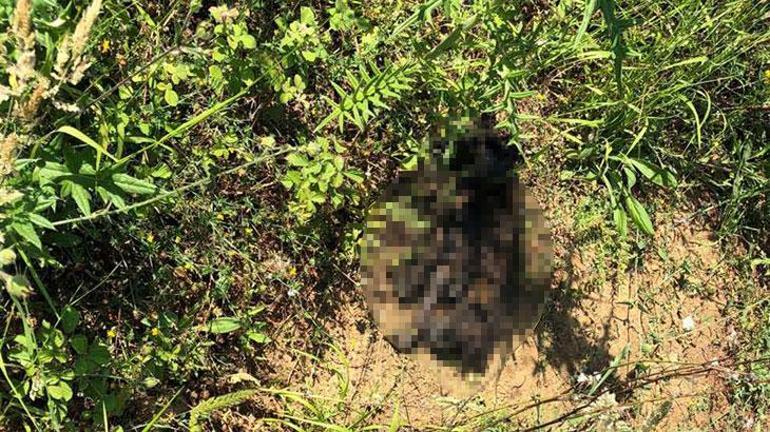 Sarıyerde vahşet, yavru köpeği diri diri yaktılar