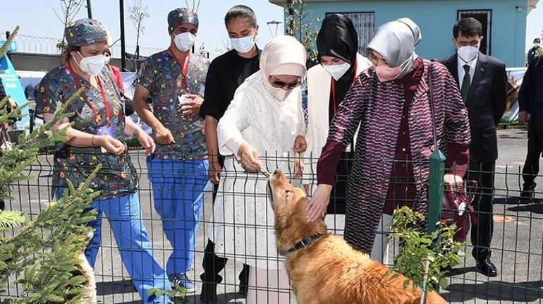 Emine Erdoğan: Hayvanlara yönelik suçlar oluşmadan çözüm üretmeliyiz