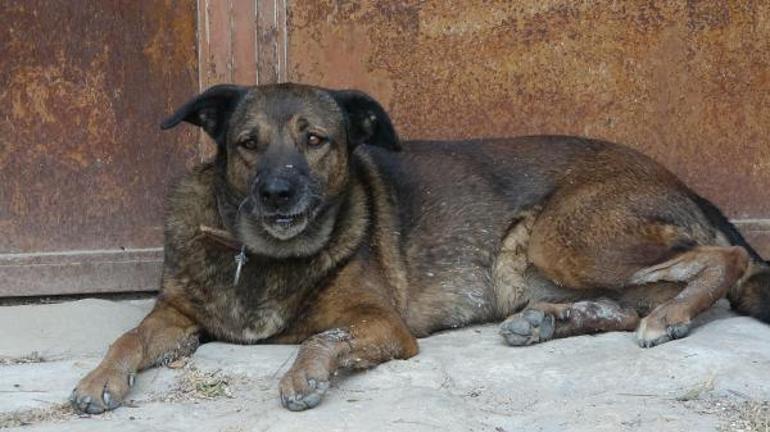 Manavgattan acı kare Ölen çiftin köpekleri evin önünden ayrılmıyor
